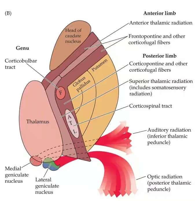 Διάμεσος Εγκέφαλος (diencephalon) Έσω κάψα (λευκή
