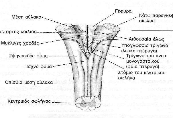 Προμήκης
