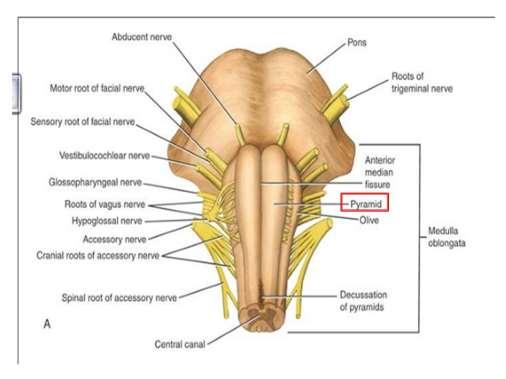 Προμήκης μυελός (medulla oblongata) Πρόσθια μοίρα Πυραμίδες Διέλευση απαγωγών