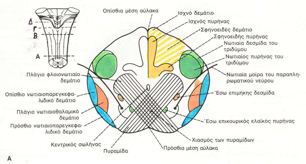 Διατομή