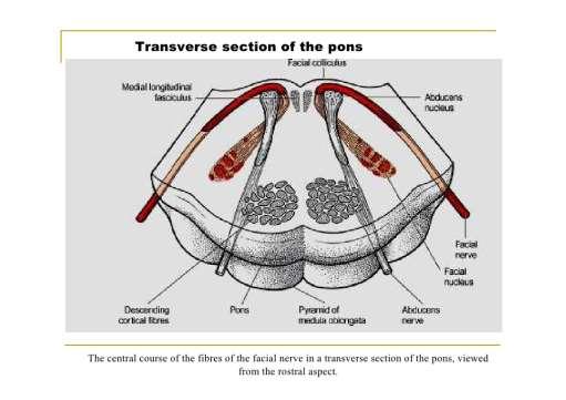 Γέφυρα (Pons) Βάση Διέλευση απαγωγών οδών,