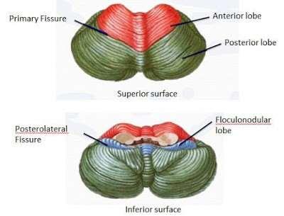 Παρεγκεφαλίδα (Cerebellum) Συμβάλλει στην ισορροπία