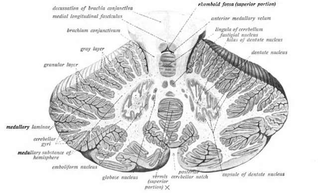 Παρεγκεφαλίδα (Cerebellum) Κάθε ημισφαίριο περιλαμβάνει εσωτερικά τον