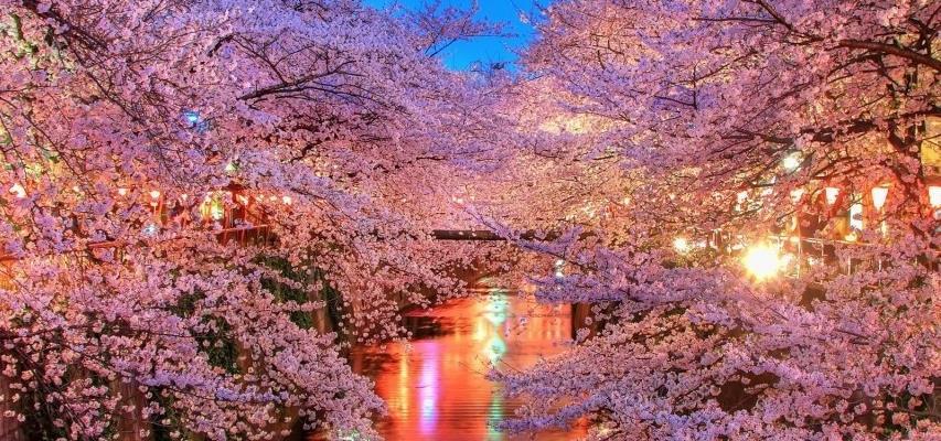 «Οι κερασιές θα ανθίσουν και φέτος» Στη χώρα του Ανατέλλοντος Ηλίου, οι ανθισμένες κερασιές κατά τη διάρκεια του «Sakura Season» αποτελούν μία από τις πιο μαγευτικές εικόνες του κόσμου.