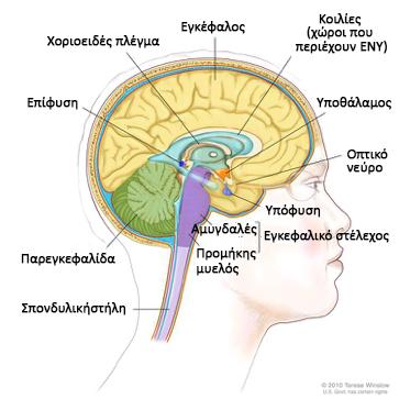 Εγκεφαλικό στέλεχος Το τμήμα του εγκεφάλου που επικοινωνεί με το νωτιαίο μυελό*. Εγκέφαλος Το μεγαλύτερο τμήμα του εγκεφάλου.