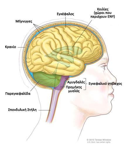 ΟΡΙΣΜΟΣ ΤΟΥ ΓΛΟΙΩΜΑΤΟΣ Τα γλοιώματα αντιπροσωπεύουν μία ομάδα κακόηθων νεοπλασμάτων *πουμπορούν να αναπτυχθούν σε οποιοδήποτε σημείο του κεντρικού νευρικού συστήματος (ΚΝΣ), δηλαδή στον εγκέφαλο ή,