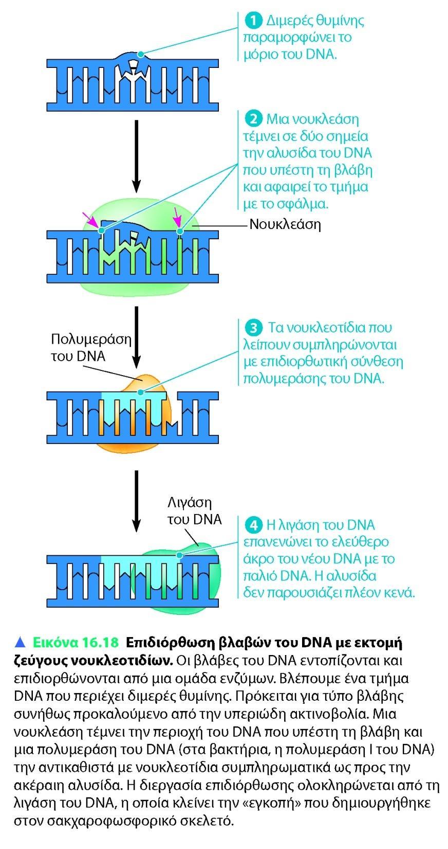 Επιδιόρθωση DNA κατά την διάρκεια της αντιγραφής από DNA πολυμεράσες (από βλάβες