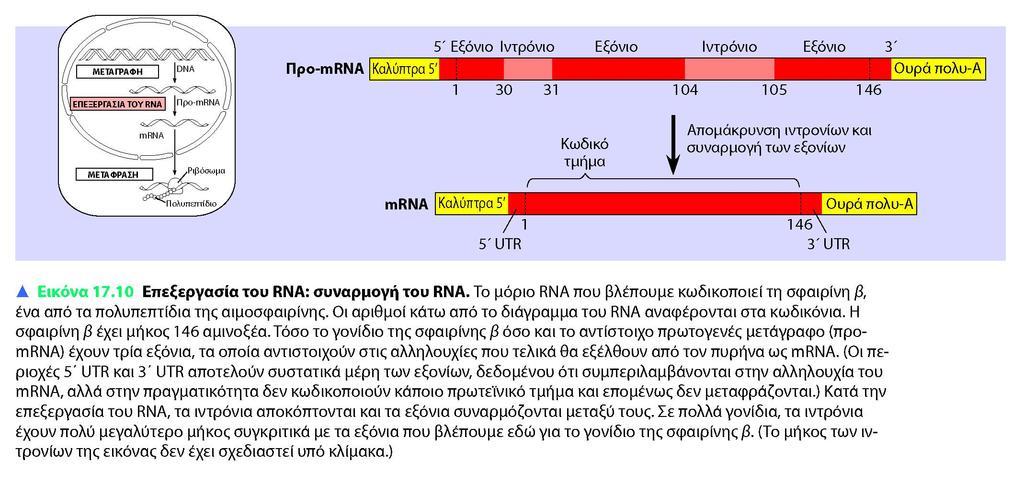 Στα ευκαρυωτικά γονίδια υπάρχουν κωδικές περιοχές (εξόνια) και μη κωδικές περιοχές που