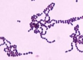 glycolipids