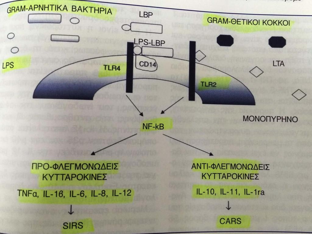 Η διέγερση των μονοκυττάρων από τις
