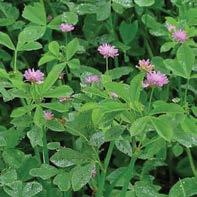 ΛΕΙΜΩΝΙΑ ΠΕΡΣΙΚΟ ΤΡΙΦΥΛΛΙ (TRIFOLIUM RESUPINATUM) Eτήσιο φυτό Αντέχει αρκετά στις χαμηλές θερμοκρασίες του χειμώνα, γι αυτό συνιστάται η καλλιέργειά του στις βοριότερες και ψυχρότερες περιοχές της