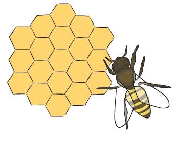 3ο Πρόβλημα Το σχήμα κάθε κελιού στην κηρήθρα των μελισσών είναι κανονικό εξάγωνο, δηλαδή έχει και τις έξι πλευρές του ίσες.