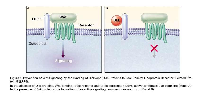 Wnt signalling Σκληροστίνη/Dkk : Μειώνει την οστεοβλαστογένεση ανταγωνιζόμενη το canonical