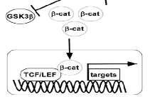 - IGF 1. Canonical pathway (β-catenin dependent), 2. Ca2+ (frizzled receptors) Editorials.