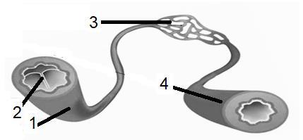 ΜΕΡΟΣ Α : Αποτελείται από δύο (2) ερωτήσεις των δυόμιση (2.5) μονάδων. Να απαντήσετε σε ΟΛΕΣ τις ερωτήσεις. ΕΡΩΤΗΣΗ 1 i. Το πιο κάτω σχήμα παρουσιάζει τα αιμοφόρα αγγεία. Να ονομάσετε τα μέρη 1-4.