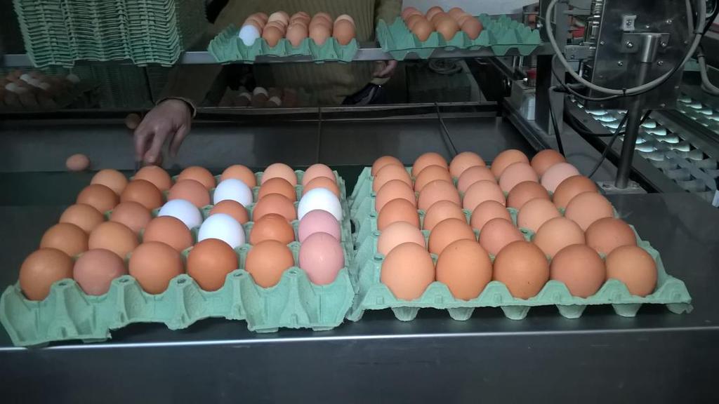 Αυγά από ζωοτροφή με ΑΦΦ 50 κιλά ΑΦΦ/ tn τροφής -