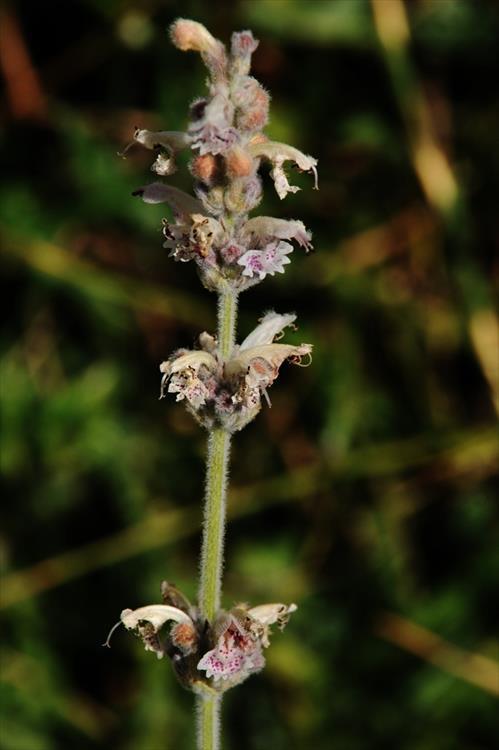 Nepeta camphorata, κν Νεπέτα του Ταϋγέτου Το είδος Nepeta camphorata, κν Νεπέτα του Ταϋγέτου, είναι