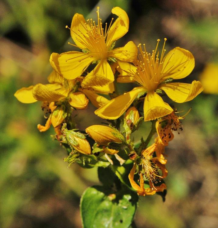 Hypericum perforatum, κν βαλσαμόχορτο Το είδος Hypericum perforatum είναι ένα φυτό αυτοφυές της Πελοποννήσου, που χρησιμοποιείται για πάρα πολλά χρόνια από τους κατοίκους της.