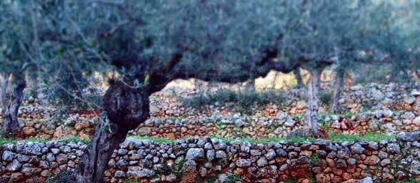 Είναι ο αγροτικός χώρος πολιτιστική κληρονομιά; Η έννοια του αγροτικού χώρου είναι ευρεία και δεν περιορίζεται μόνο στον πρωτογενή τομέα, την παραγωγή δηλαδή αγροτικών προϊόντων.