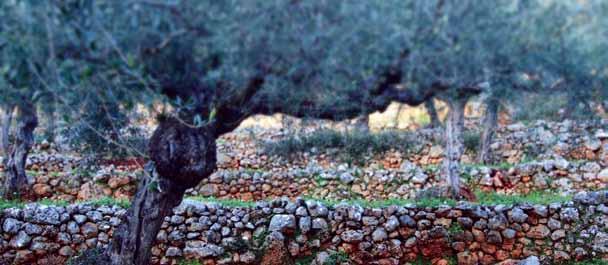 Είναι ο αγροτικός χώρος πολιτιστική κληρονομιά; Η έννοια του αγροτικού χώρου είναι ευρεία και δεν περιορίζεται μόνο στον πρωτογενή τομέα, την παραγωγή δηλαδή αγροτικών προϊόντων.