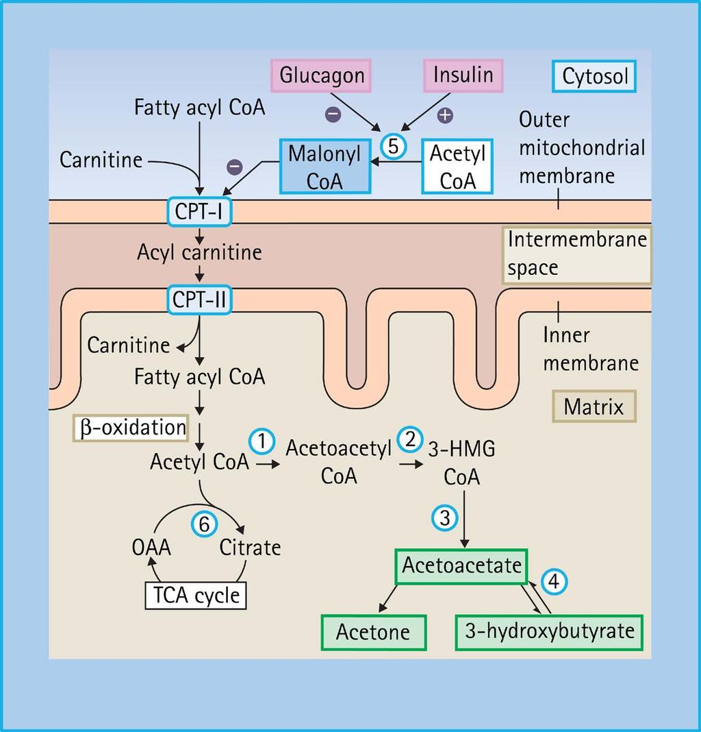 Fatty acid metabolism