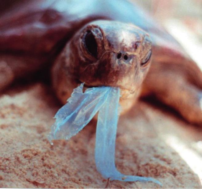 Πολλές επίσης είναι οι χελώνες, στο στομάχι των οποίων οι σακούλες φουσκώνουν δημιουργώντας μπαλονάκια, εμποδίζοντάς τις να καταδυθούν, με αποτέλεσμα να γίνονται εύκολη λεία για καρχαρίες.