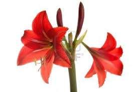 ΚΟΚΚΙΝΟΣ ΚΡΙΝΟΣ Ανήκει στην οικογένεια των Λιλιϊδών (Liliaceae) και είναι πολυετής πόα, με βλαστό ύψους 35 έως 90 εκ.