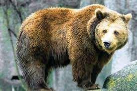 ΚΑΦΕ ΚΑΦΕ ΑΡΚΟΥΔΑ Η καφέ αρκούδα ή φαιά αρκούδα ή κοινή αρκούδα είναι και παμφάγο μένουν με θηλαστικό την μητέρα ζώο τους και πάνω το από είδος δύο αρκούδας χρόνια.