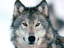 ΛΥΚΟΣ Ο Λύκος είναι θηλαστικό της τάξης των Σαρκοφάγων. Έχει κοινή καταγωγή με τον σκύλο και θεωρείται πρόγονος όλων των ειδών σκύλων που υπάρχουν σήμερα.