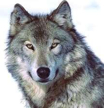 Λύκος (Canis lupus) Ο Λύκος (Canis lupus) είναι θηλαστικό της τάξης των Σαρκοφάγων.