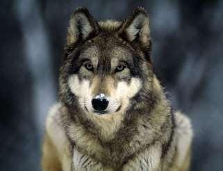 Ο λύκος και η σχέση του με τον άνθρωπο Ο λύκος είναι ένα από το πιο παρεξηγημένα άγρια ζώα.
