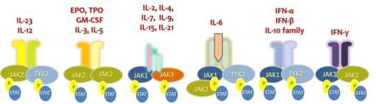 Έναντι p19 υπομονάδας IL-23 Risankizumab Guselkumab Tildrakizumab