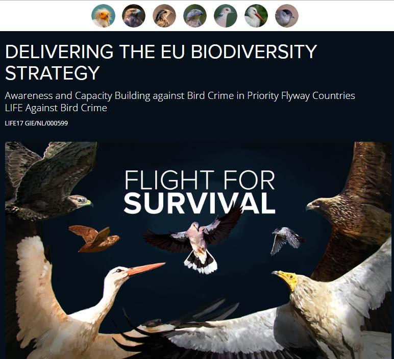 #3 LIFE Against Bird Crime LIFE17 GIE/NL/000599 Διάρκεια: 42 Μ (01-09-2018 έως 28-02-2022) Συνολικός Προϋπολογισμός: 1,827,689.00 EE χρηματοδότηση: 1,088,026.