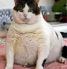 της γάτας σας, για να μεγιστοποιηθεί η όλη προσπάθεια που κάνετε και να χάσει γρηγορότερα και πιο ισορροπημένα τα περιττά κιλά.