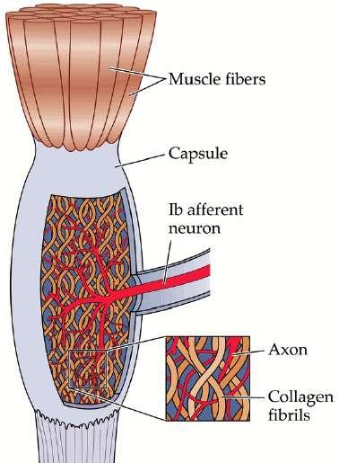 Τενόντιο όργανο του Colgi Τα τενόντια όργανα Golgi βρίσκονται στην ένωση των μυικών ινών με τον τένοντα, και νευρώνονται μόνο από αισθητικές ίνες της ομάδας Ιb (εμμύελες).