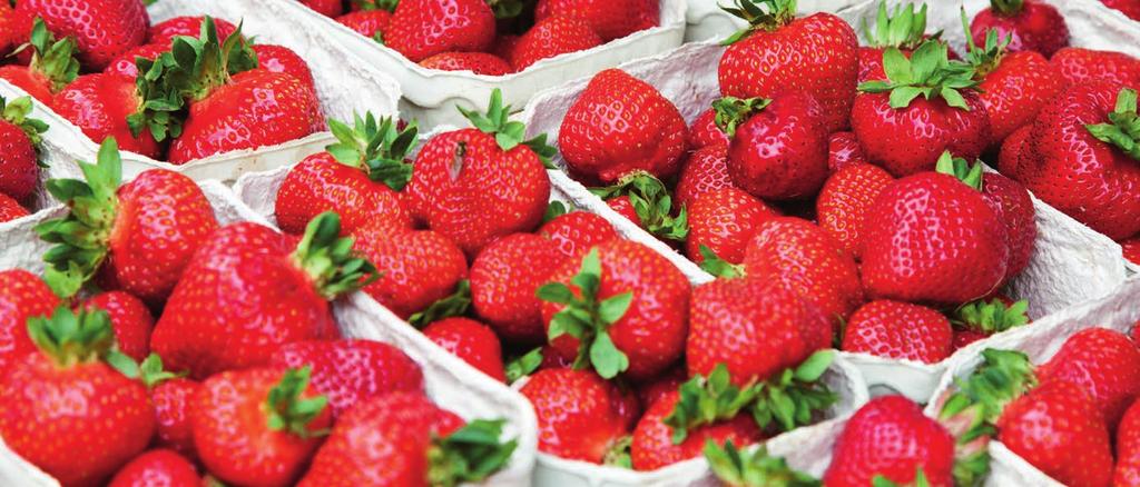 Υπηρεσιών, Αλβέρτο Καρή, ο οποίος μας εξήγησε ότι από τους ελέγχους που έγιναν στις φράουλες μέχρι στιγμής φέτος, εντοπίστηκαν δυο περιπτώσεις με απαγορευμένα φυτοφάρμακα.