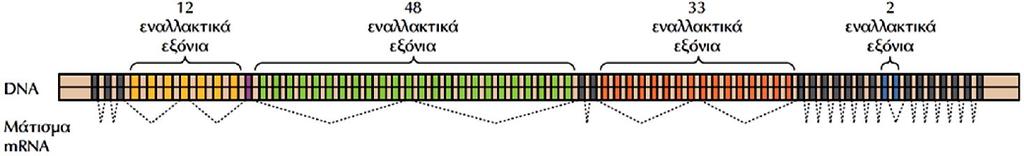 ΕΙΚΟΝΑ 7.54: Εναλλακτικό μάτισμα του γονιδίου Dscam. Το γονίδιο Dscam περιέχει τέσσερις ομάδες εναλλακτικών εξονίων.