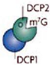 Ένζυμα αποδενυλίωσης CCR4 NOT ή PARN Αφαίρεση καλύπτρας και αποικοδόμηση με κατεύθυνση 5 προς 3