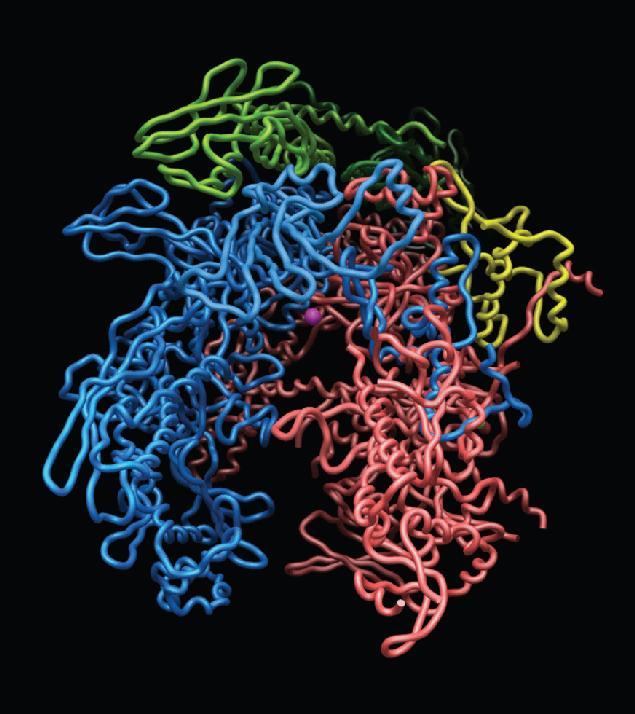 Υψηλής ανάλυσης μελέτες της δομής της βακτηριακής RNAP κατέδειξαν ότι οι υπομονάδες β και β' σχηματίζουν μια δομή με σχήμα δαγκάνας καβουριού που «γραπώνει» το εκμαγείο DNA.