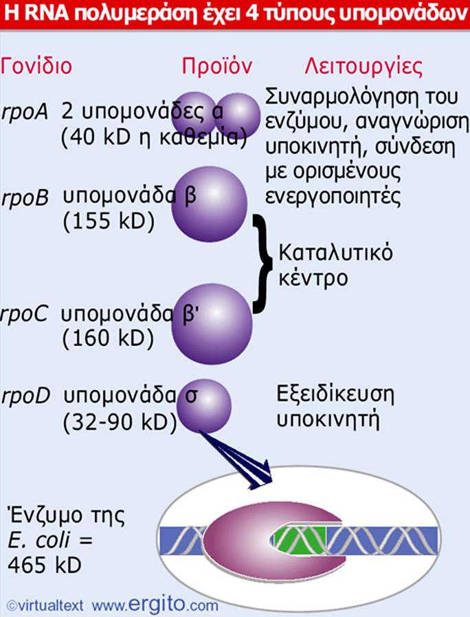Η κεντρική RNA πολυμεράση μπορεί να καταλύσει τον πολυμερισμό των ΝΤΡ στο RNΑ, που αποδεικνύει ότι η υπομονάδα σ δεν είναι απαραίτητη για τη βασική καταλυτική ενεργότητα του ενζύμου.