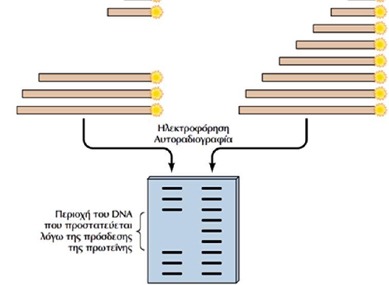 Στο δείγμα που έχει επωαστεί με την πρωτεΐνη, η περιοχή του DNA στην οποία αυτή συνδέεται προστατεύεται από τη δράση της DNάσης και δεν κόβεται.