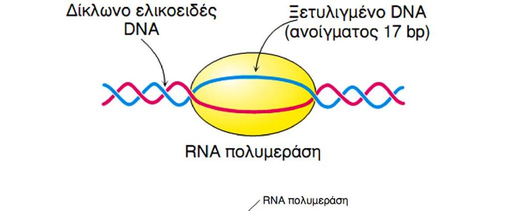 Η RNAP ξετυλίγει ~17 βάσεις του εκμαγείου DNA Η RNAP χωρίς τον παράγοντα σ (κεντρική RNAP) μπορεί να αρχίσει τη μεταγραφή (σύνθεση RNA) από