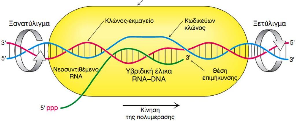 H επιμήκυνση πραγματοποιείται στις φυσαλίδες μεταγραφής που μετακινούνται κατά μήκος του εκμαγείου DNA: Σχηματική αναπαράσταση της φυσαλίδας