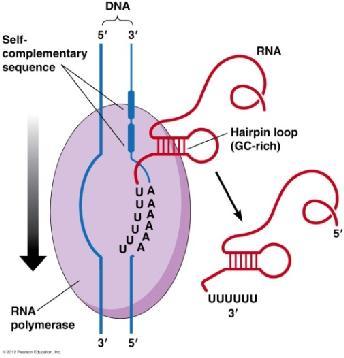 ΚΕΦΑΛΑΙΟ 7. Σύνθεση και επεξεργασία του RNA. Ευάγγελος Κωλέττας - PDF Free  Download