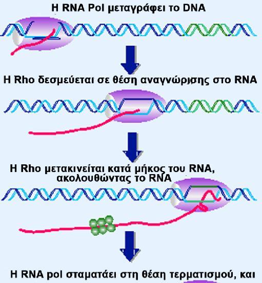 Ο παράγοντας Rho είναι μια εξαμερής πρωτεΐνη πανομοιότυπων υπομονάδων που