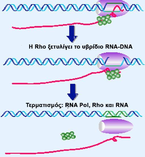 ΚΕΦΑΛΑΙΟ 7. Σύνθεση και επεξεργασία του RNA. Ευάγγελος Κωλέττας - PDF Free  Download