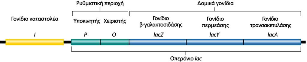 Ρυθμιστικό γονίδιο Τα γονίδια που κωδικοποιούν τη β-γαλακτοζιδάση (lacz), την περμεάση (lacy) και την τρανσακετυλάση (laca) εκφράζονται ως μια μονάδα, που ονομάζεται οπερόνιο lac (Lac operon).