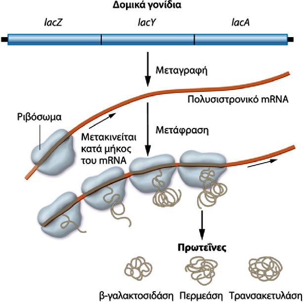 Τα δομικά γονίδια του οπερονίου lac μεταγράφονται σε ένα ενιαίο πολυσιστρονικό mrna, που μεταφράζεται ταυτόχρονα από πολλά ριβοσώματα ώστε να συντεθούν τα 3 ένζυμα που κωδικοποιούνται από το οπερόνιο.