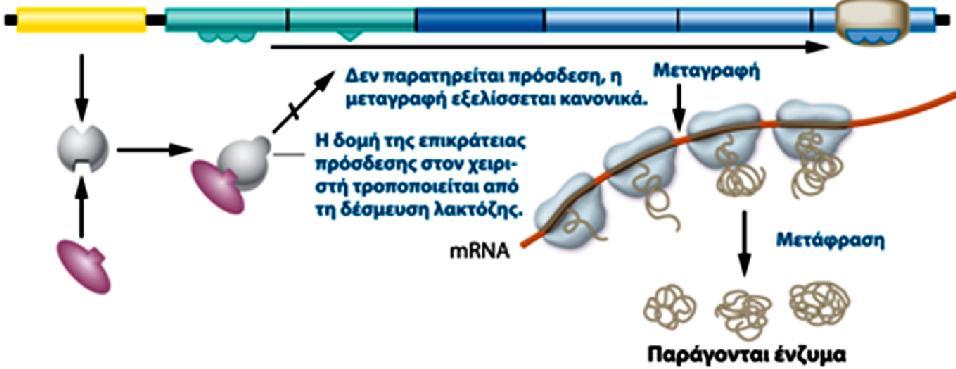 παρουσία ή