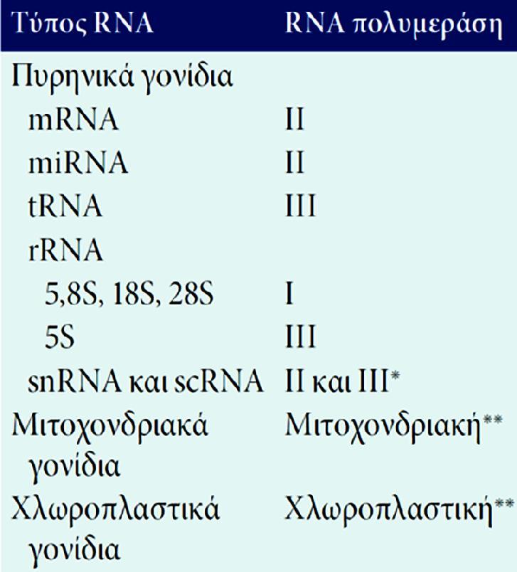 ΠΙΝΑΚΑΣ 7.1: Κατηγορίες γονιδίων που μεταγράφονται από τις ευκαρυωτικές RNA πολυμεράσες. RNAP I: συνθέτει rrna - 5.